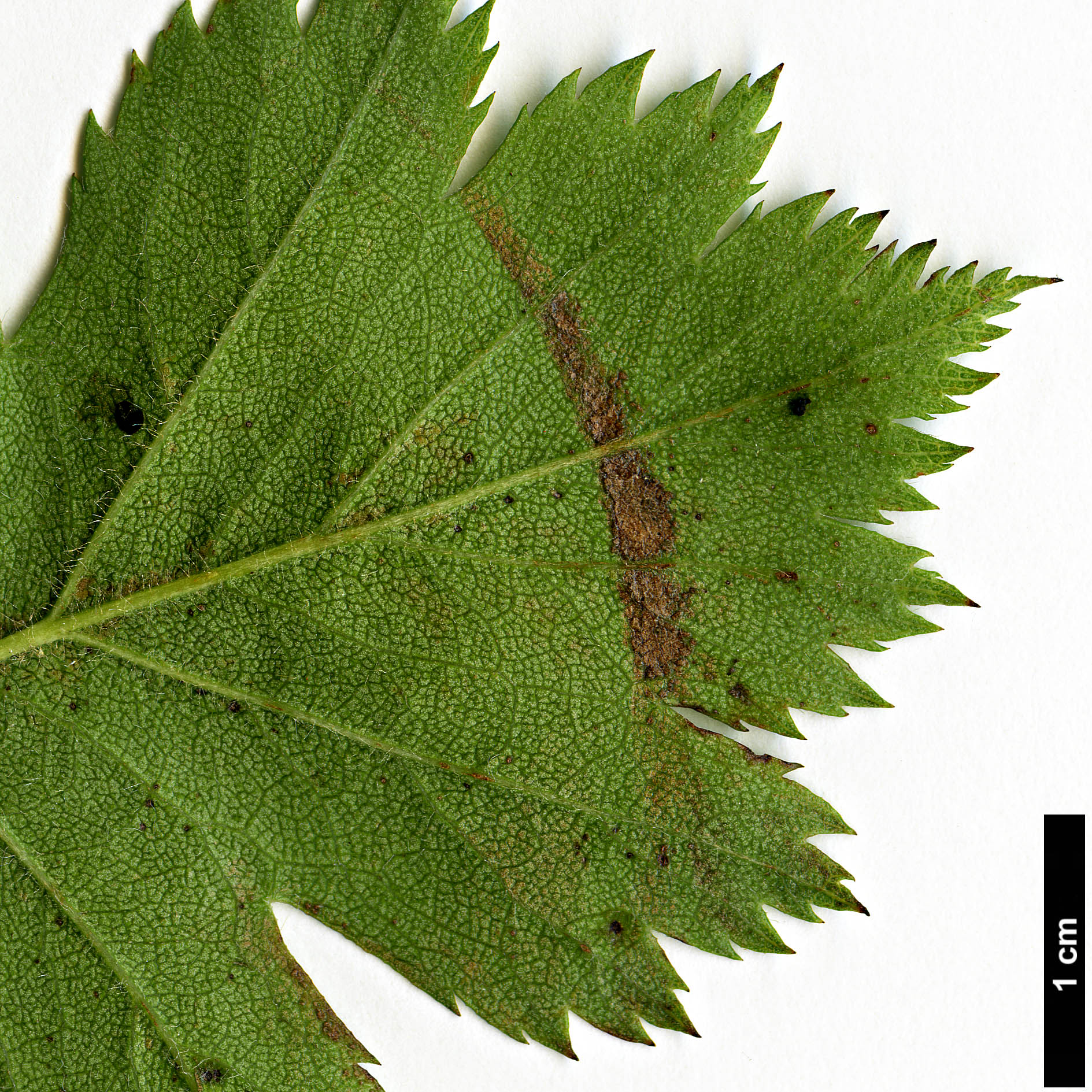 High resolution image: Family: Rosaceae - Genus: Crataegus - Taxon: pruinosa - SpeciesSub: var. georgiana